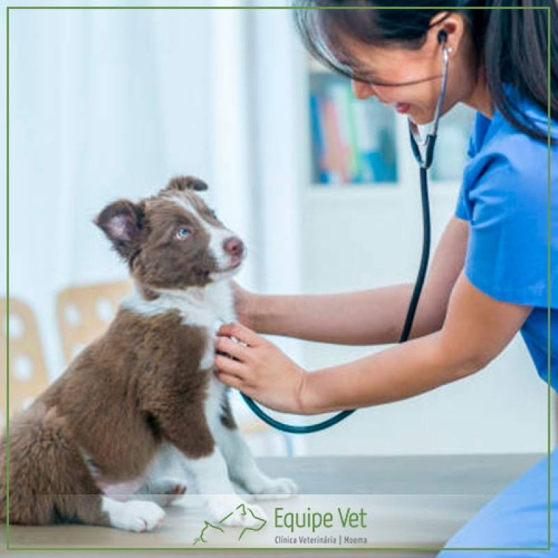 Banho e Tosa Pet Perdizes - Santé Centro Veterinario Fisioterapia